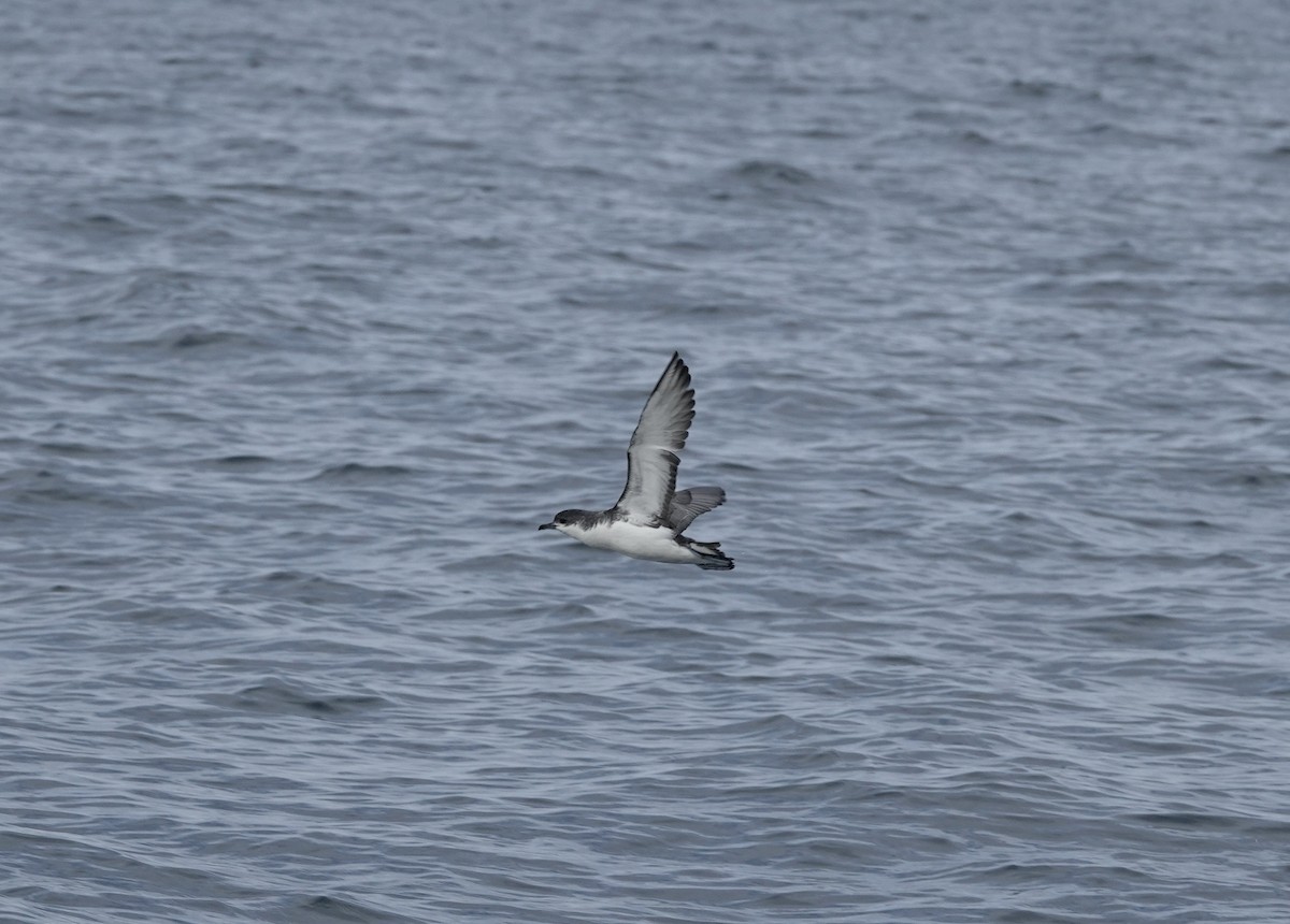 Subantarctic Shearwater - ML552067821