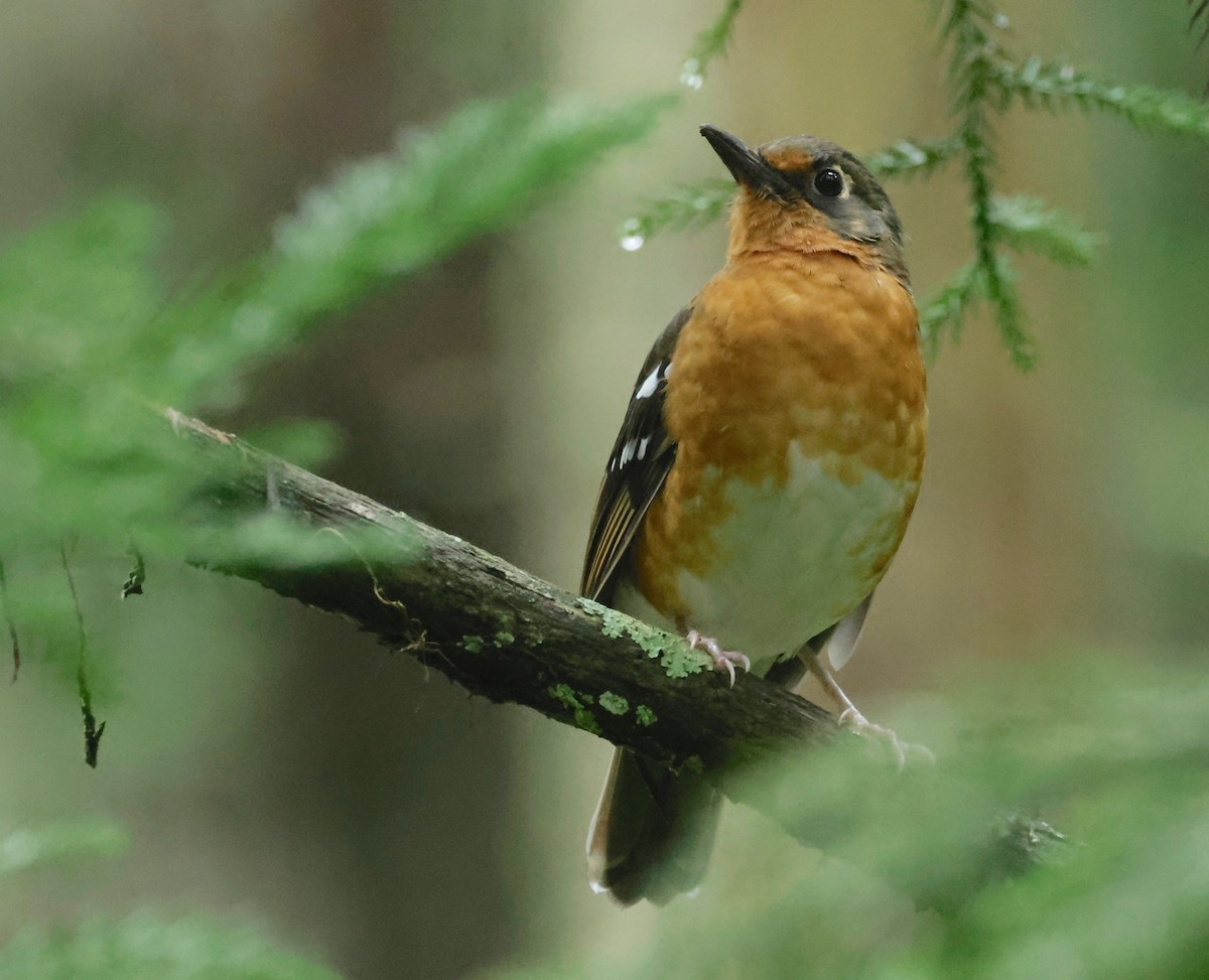 Orange Ground-Thrush - Garret Skead