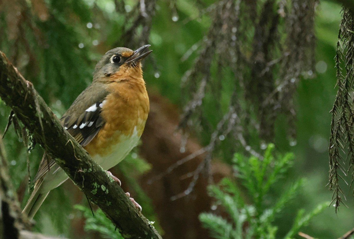 Orange Ground-Thrush - Garret Skead