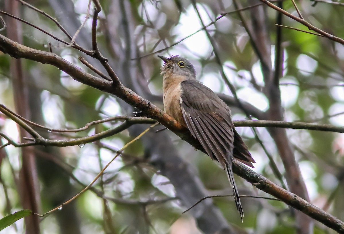 Brush Cuckoo - ML552069821