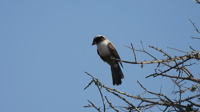 White-crowned Shrike - ML552070071
