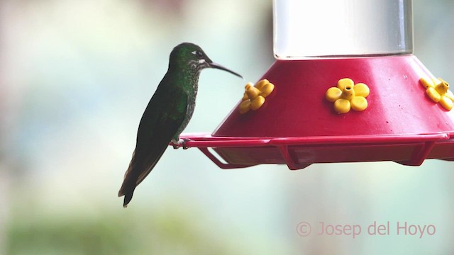 Green-crowned Brilliant - ML552070191