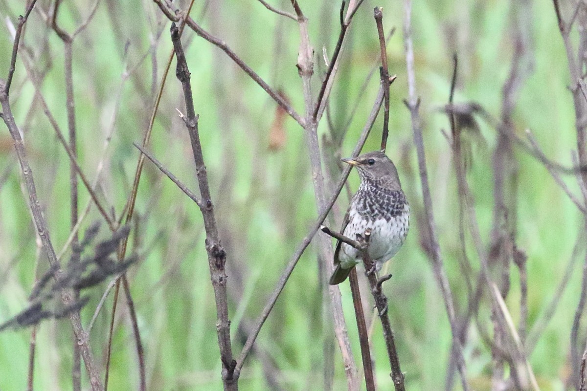 Black-throated Thrush - ML552071621