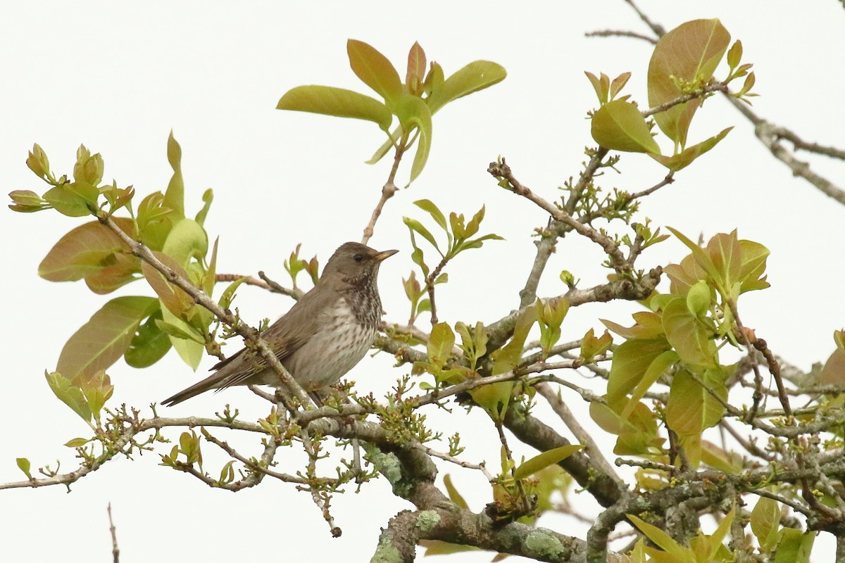 Black-throated Thrush - ML552071631