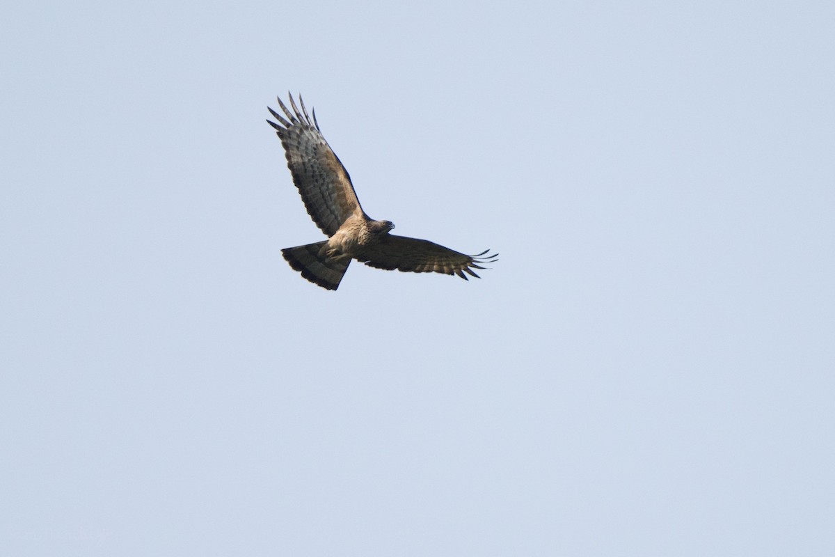 Oriental Honey-buzzard - ML552071791