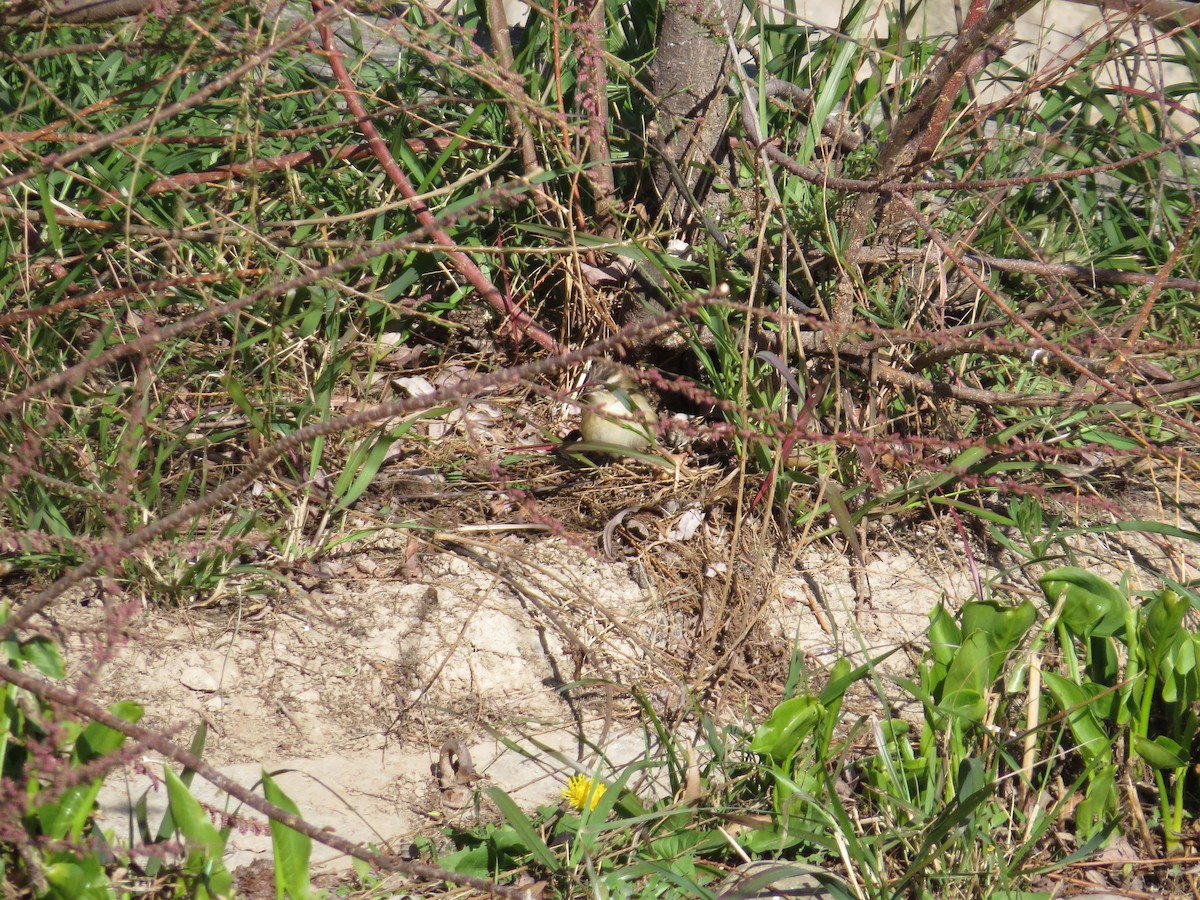 Sedge Warbler - ML552071941