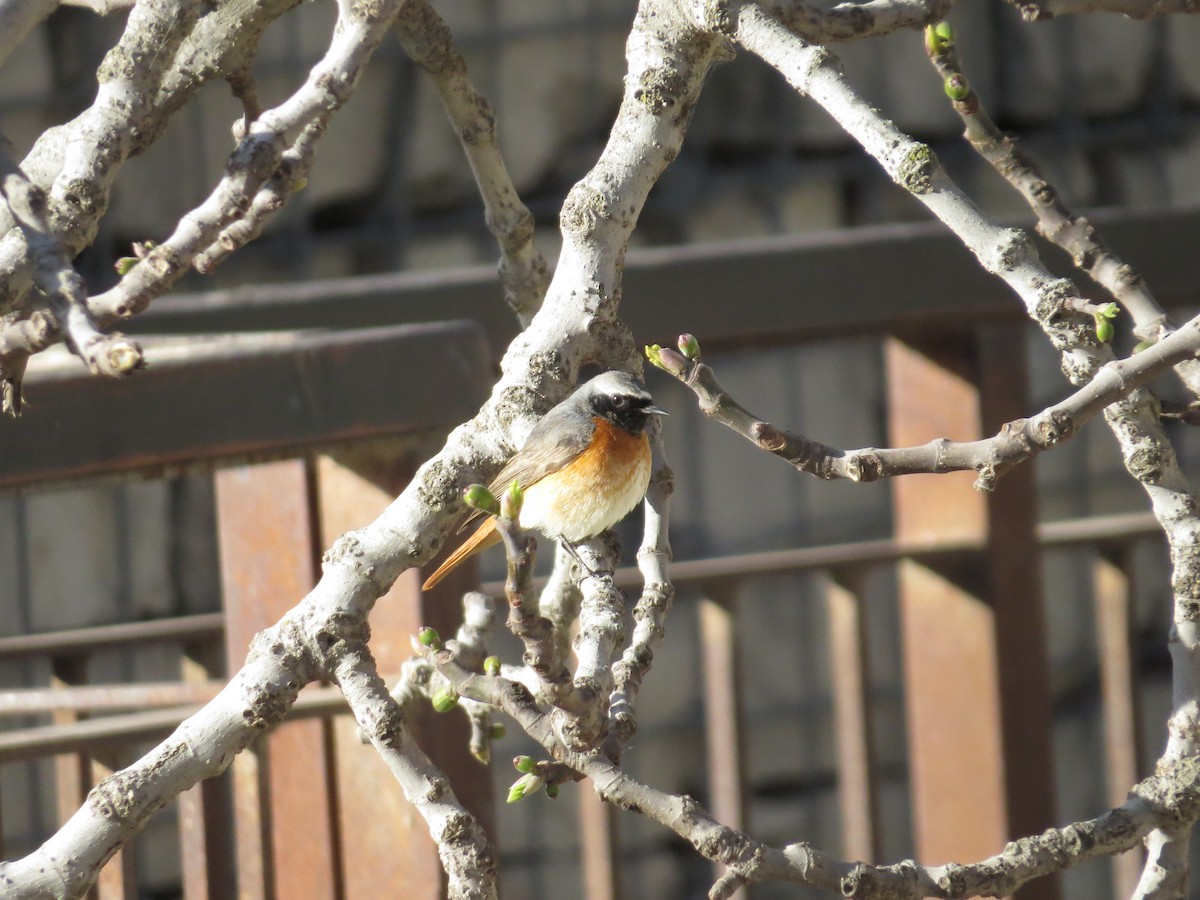 Common Redstart - ML552072351