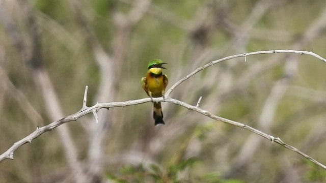 Little Bee-eater - ML552072371