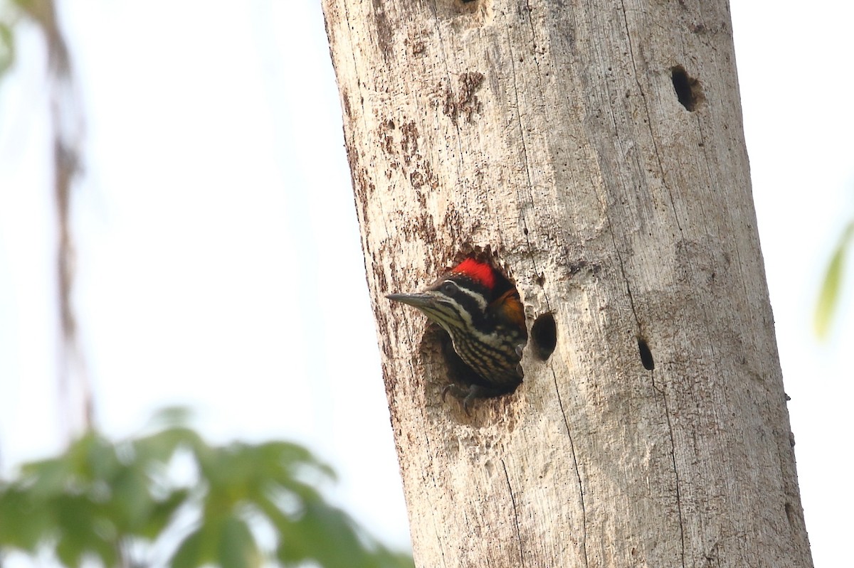 Greater Flameback - ML552072471