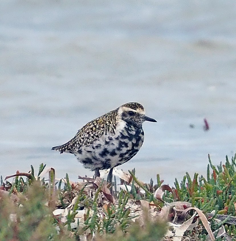 Pacific Golden-Plover - ML552072571