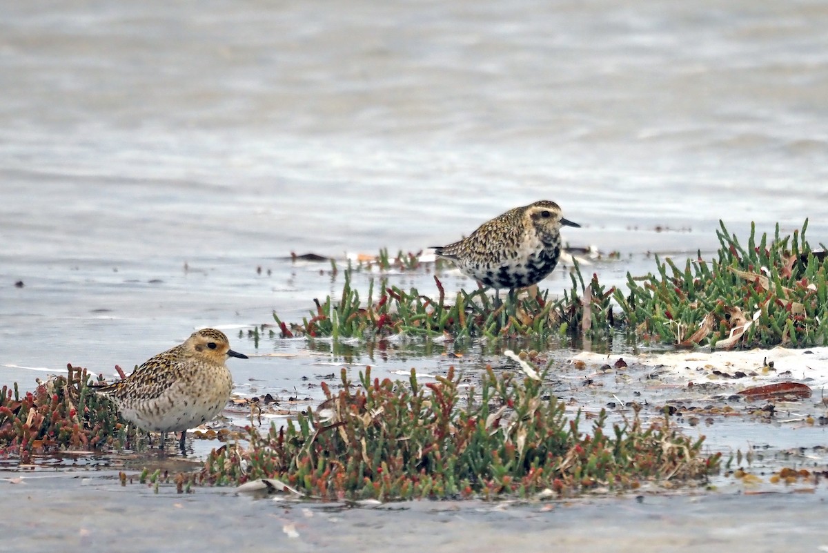 Pacific Golden-Plover - Steve Law