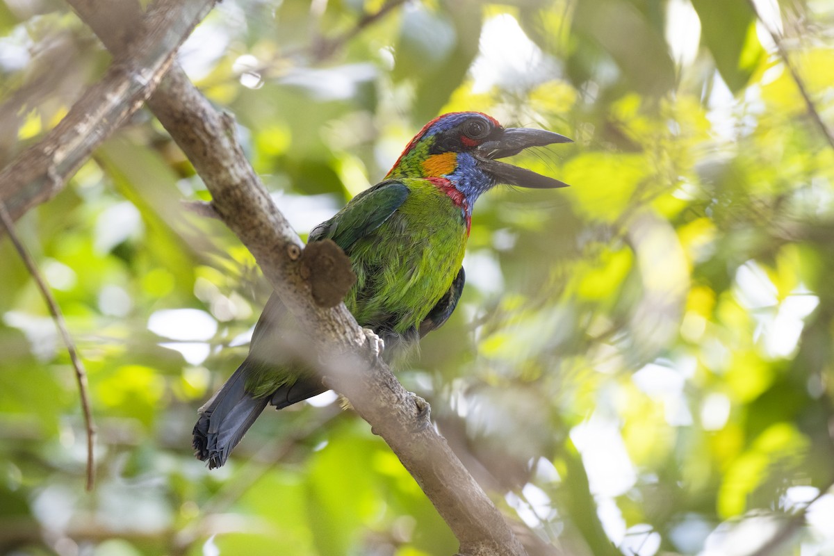 Red-crowned Barbet - Jan-Peter  Kelder