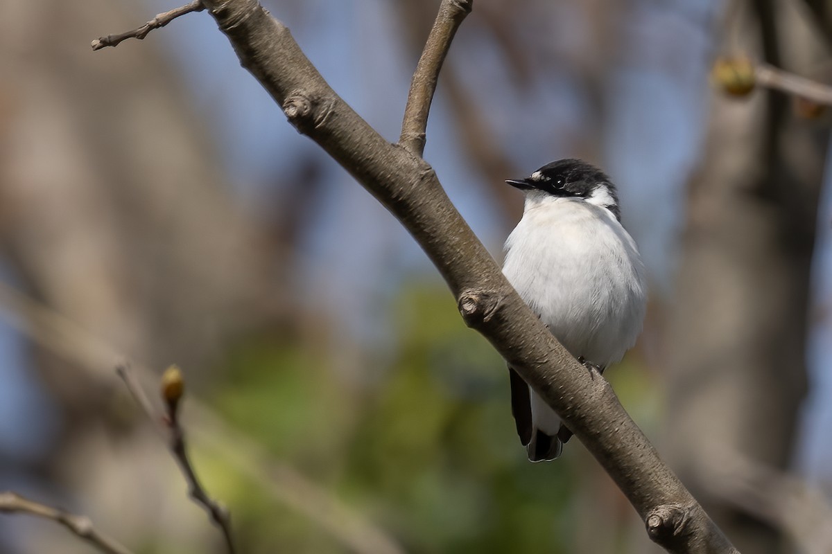 Semicollared Flycatcher - ML552072741