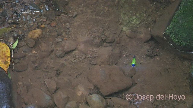 Purple-crowned Fairy - ML552072941