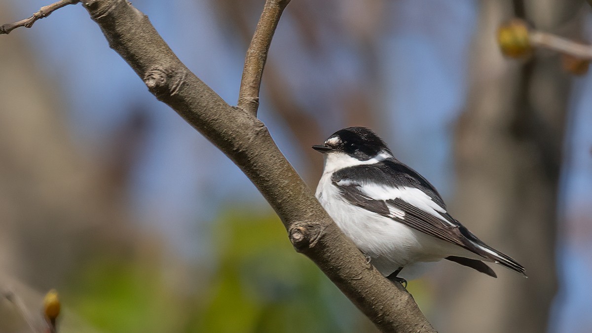 Semicollared Flycatcher - ML552072981