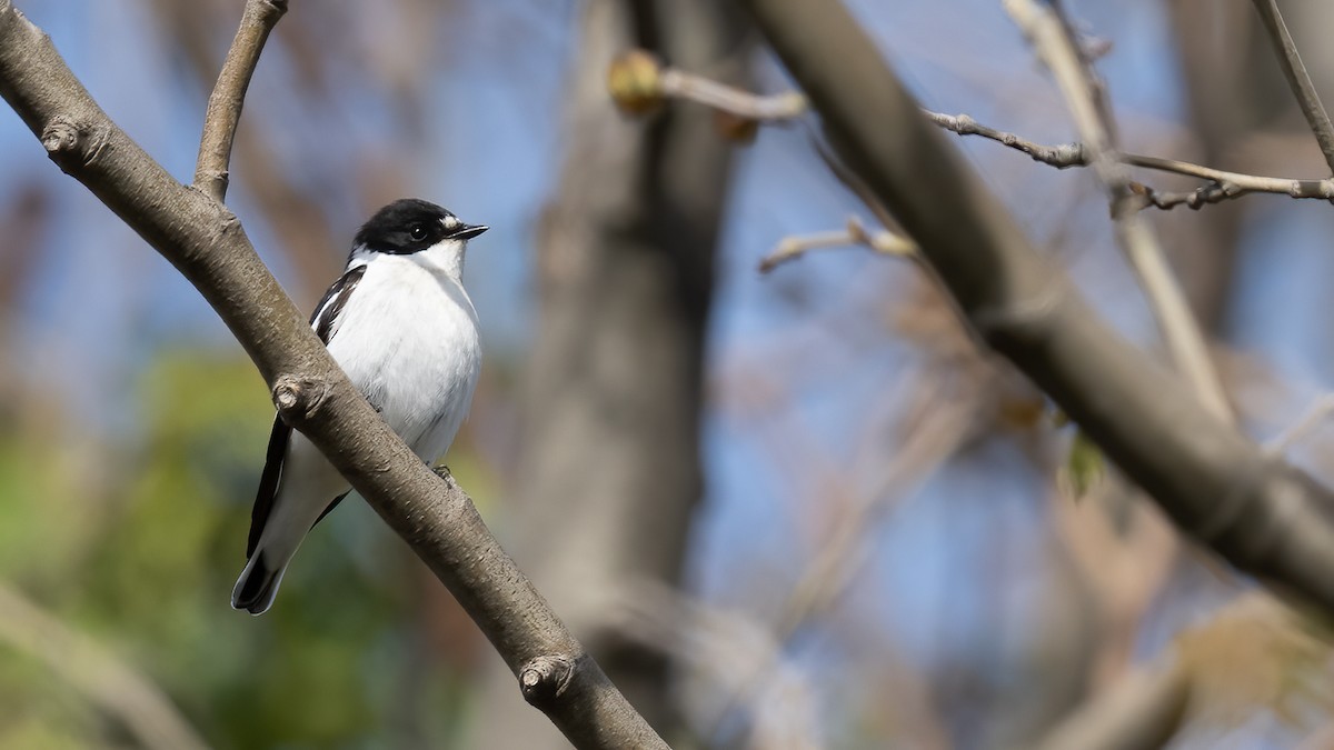 Semicollared Flycatcher - ML552073221