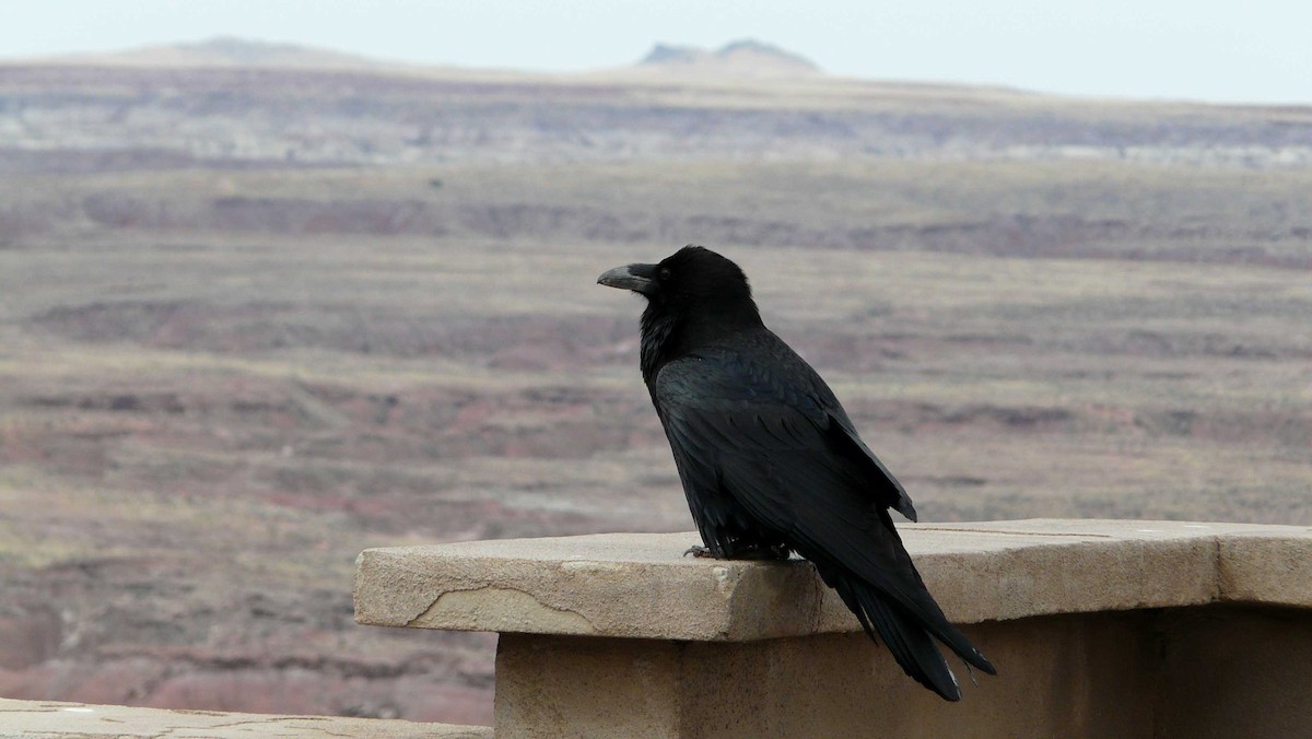 Common Raven - ML552076741