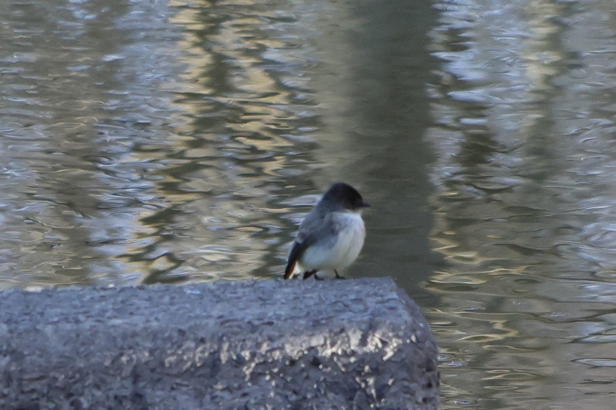 Eastern Phoebe - ML552076781