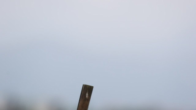 Prinia à ventre jaune - ML552076821