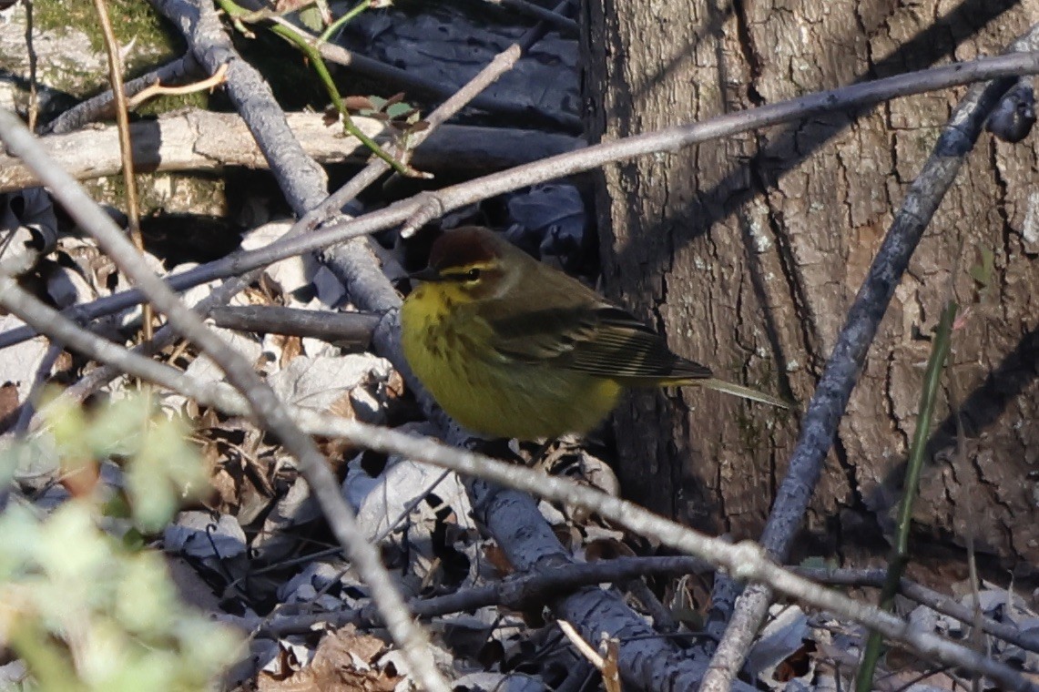 Palm Warbler (Yellow) - ML552076831