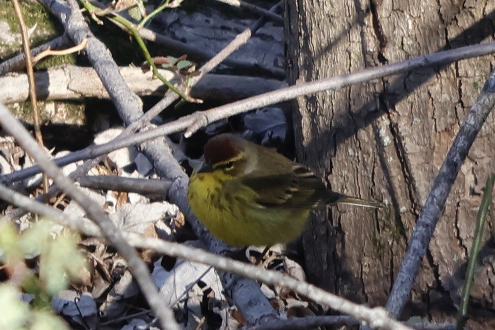 Palm Warbler (Yellow) - ML552076841