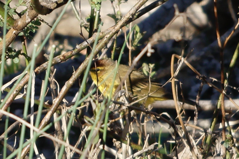 Reinita Palmera (hypochrysea) - ML552076861