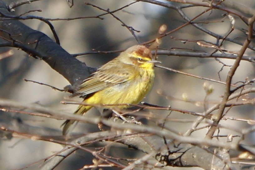 lesňáček bažinný (ssp. hypochrysea) - ML552076871