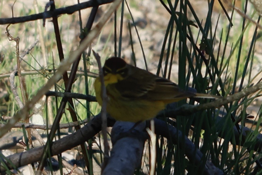 Palm Warbler (Yellow) - ML552076881
