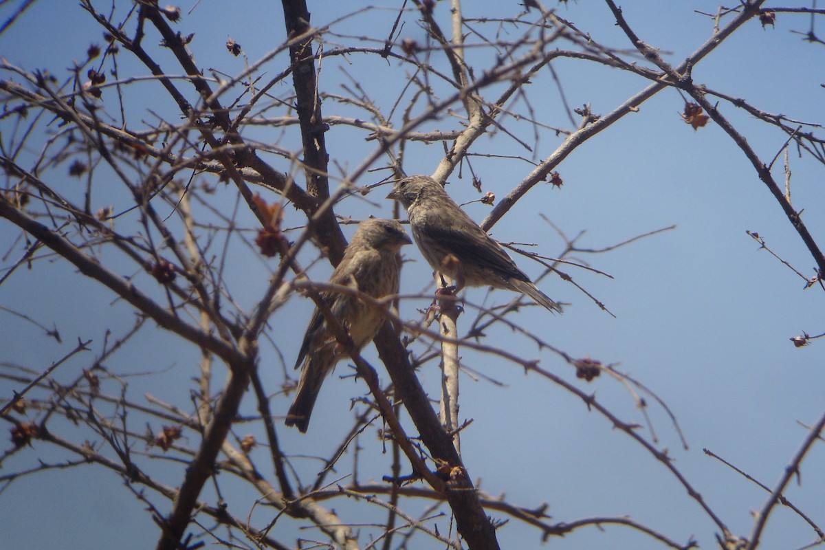 Yemen Serin - ML552076991