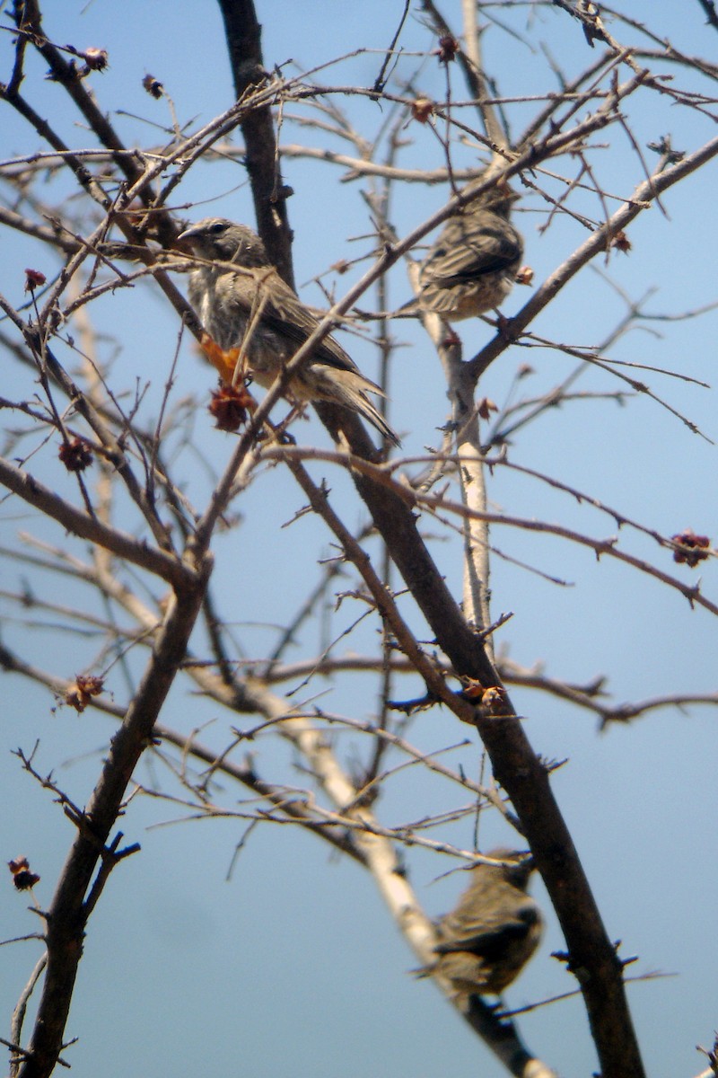 Yemen Serin - ML552077031