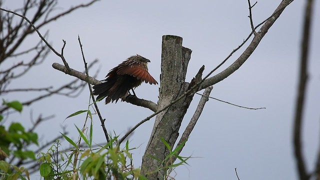 Coucal rufin - ML552077101