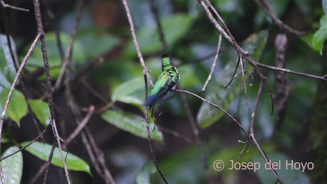Purple-crowned Fairy - ML552077751