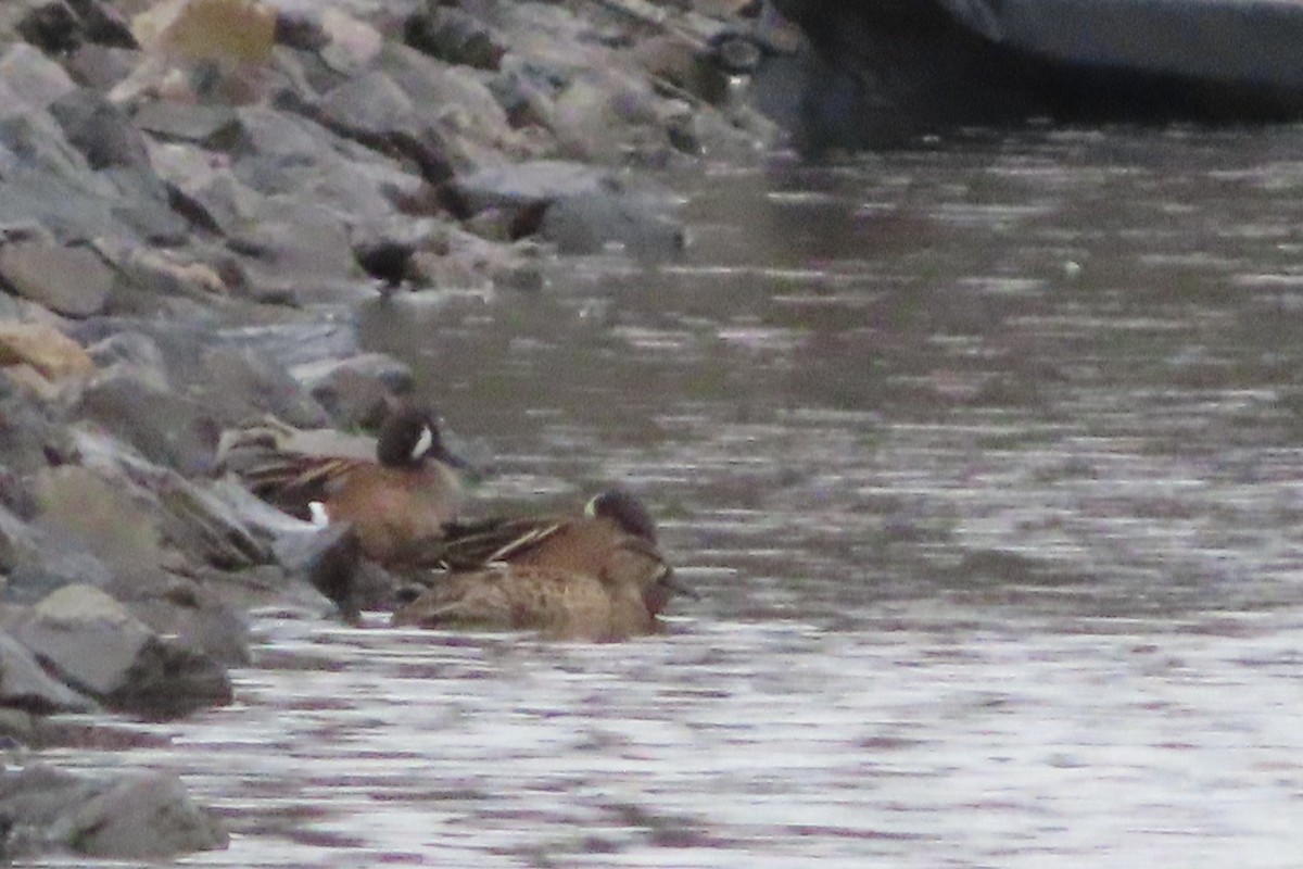 Blue-winged Teal - ML552077861