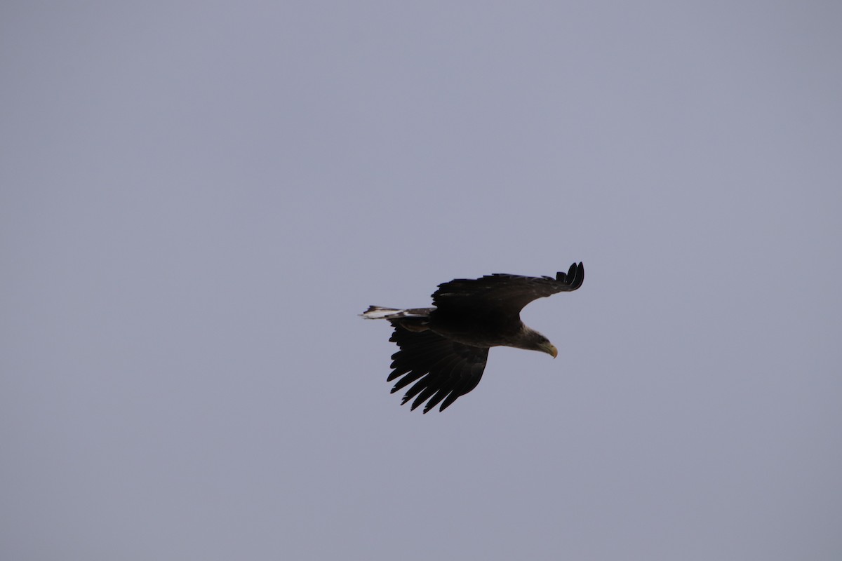 White-tailed Eagle - ML552078961