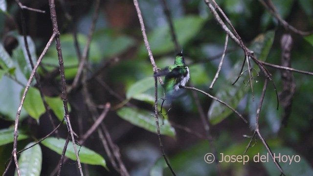 Colibri féérique - ML552079931