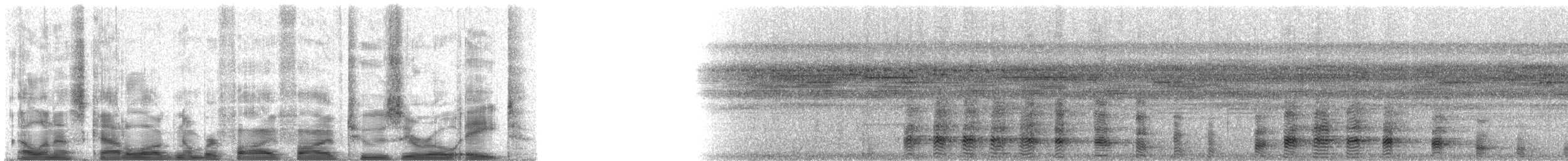Квак широкодзьобий (підвид cochlearius/panamensis) - ML55208