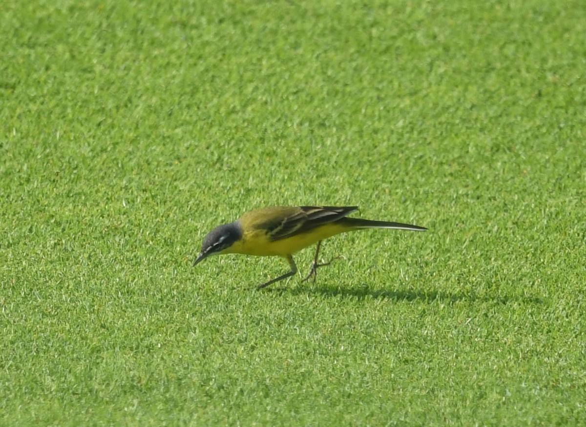 Western Yellow Wagtail (dombrowskii-type intergrade) - ML552080021