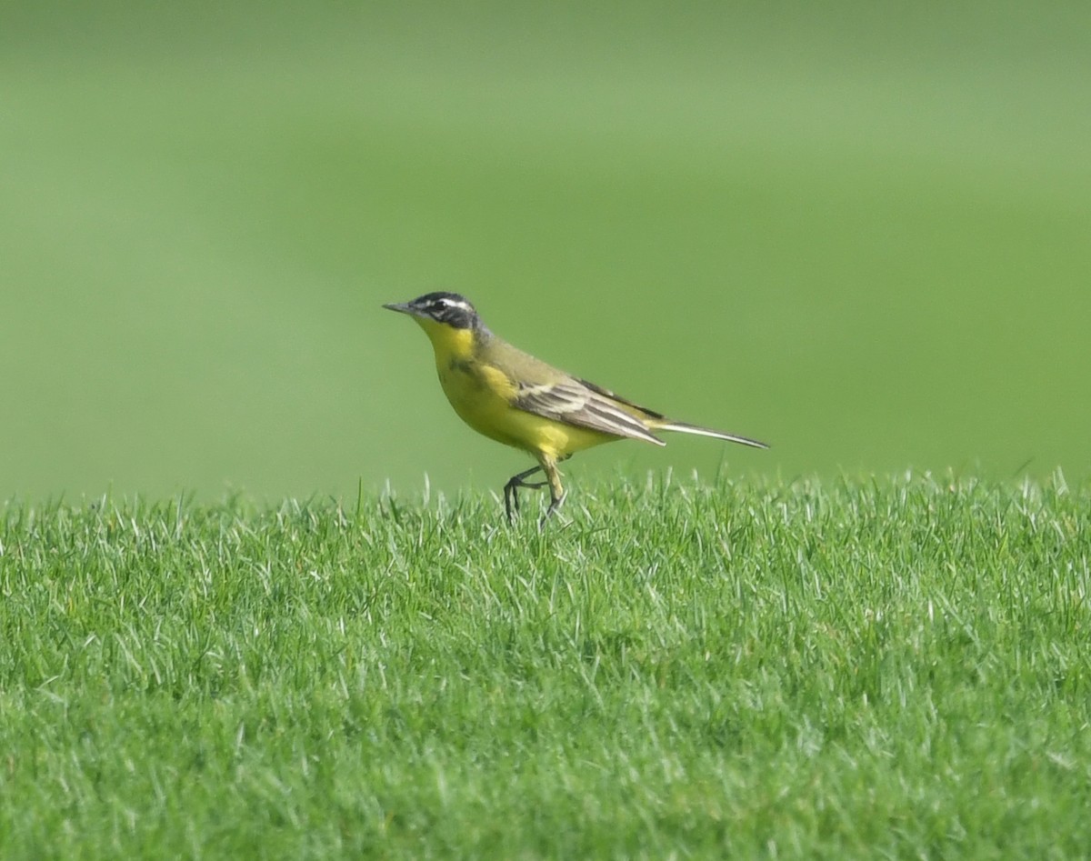 Western Yellow Wagtail (dombrowskii-type intergrade) - ML552080051