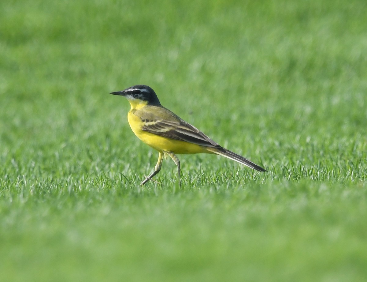 Western Yellow Wagtail (dombrowskii-type intergrade) - ML552080071