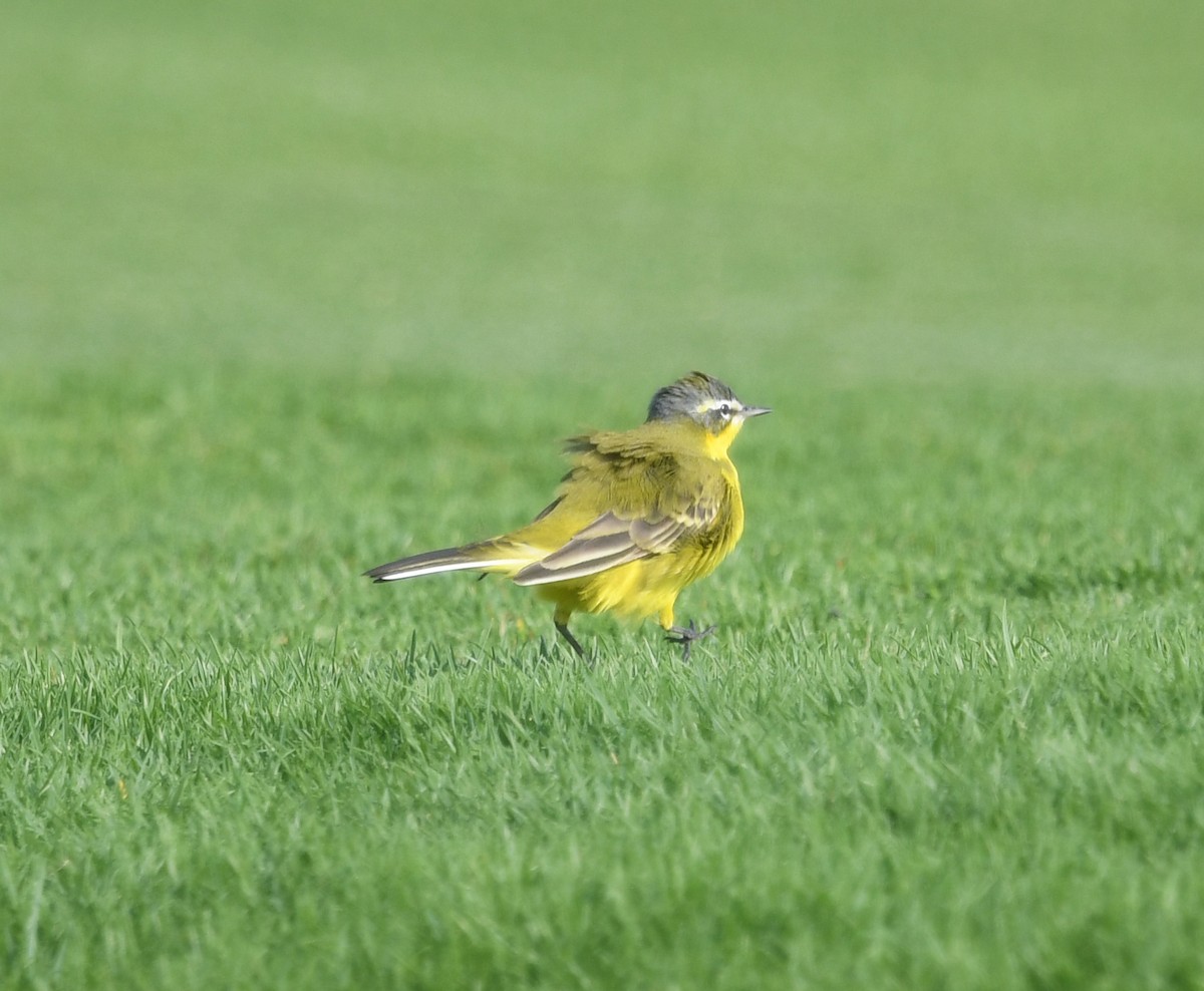 Western Yellow Wagtail (dombrowskii-type intergrade) - ML552080111