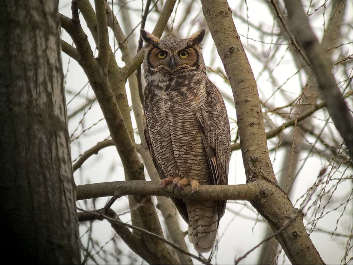 Great Horned Owl - ML55208021