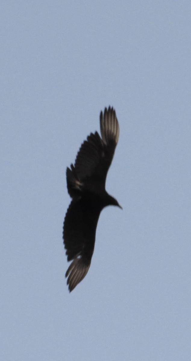 Black Vulture - ML552080621
