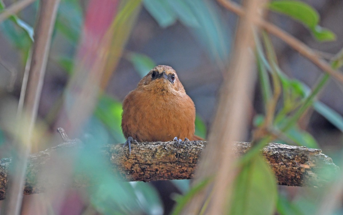 Rufous Spinetail (munoztebari) - Christoph Moning