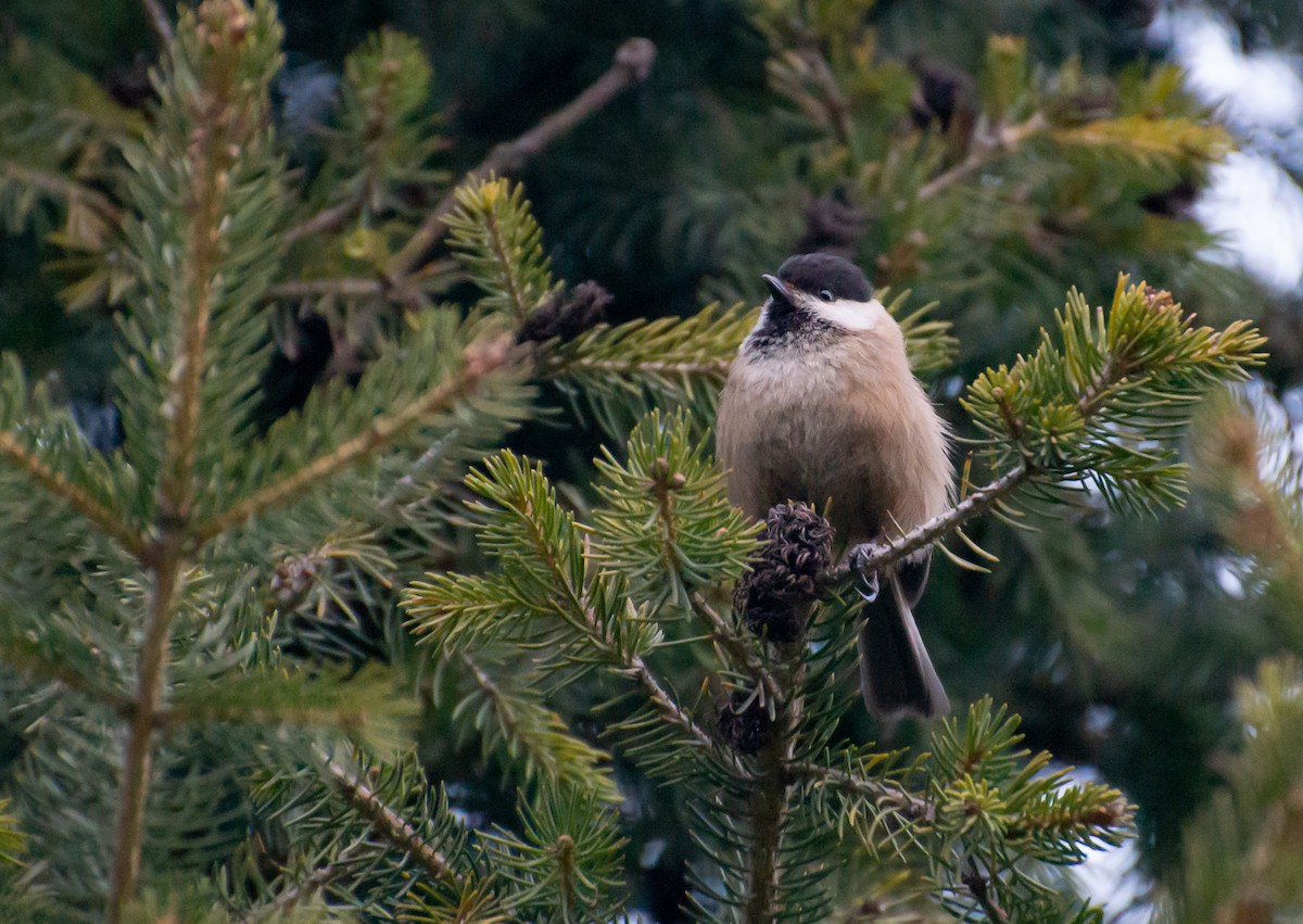 Willow Tit (Songar) - ML552081101