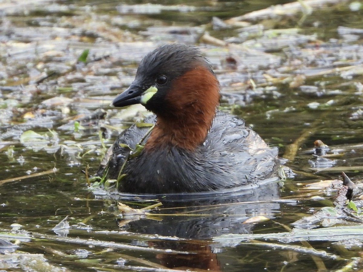 Little Grebe - ML552081271