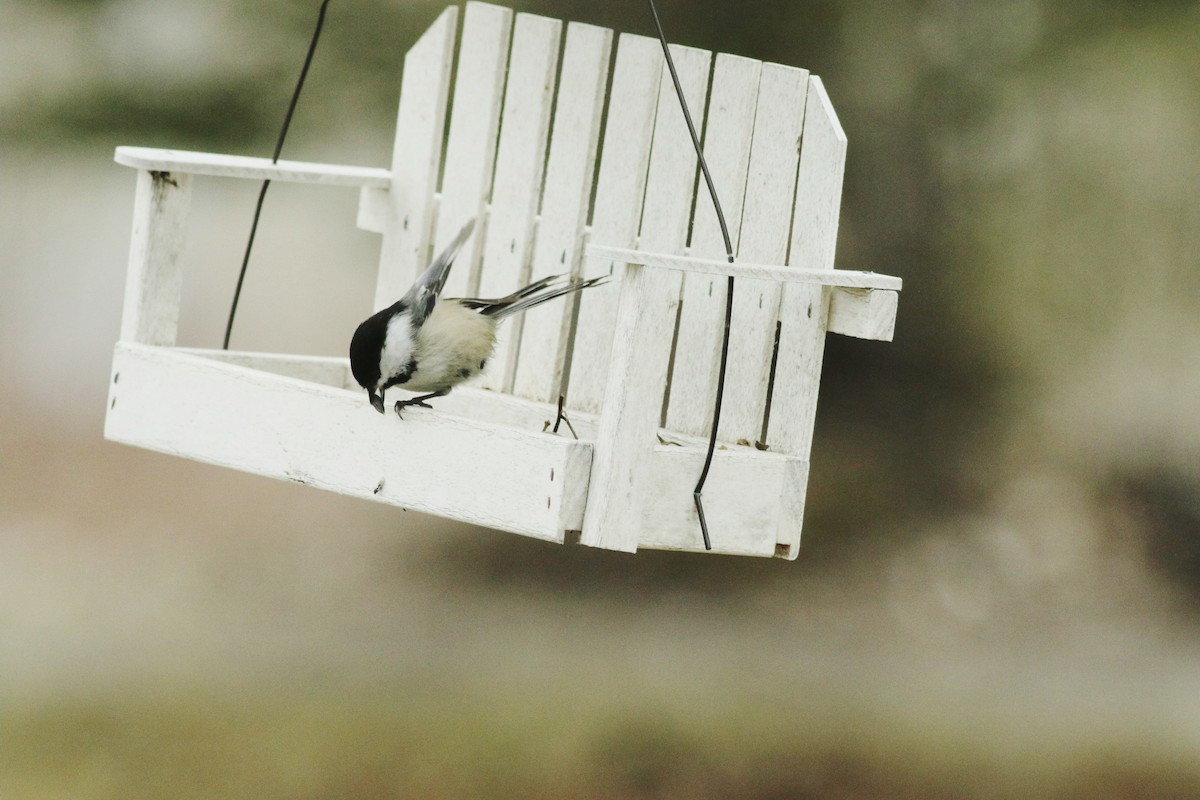 Black-capped Chickadee - ML552081991