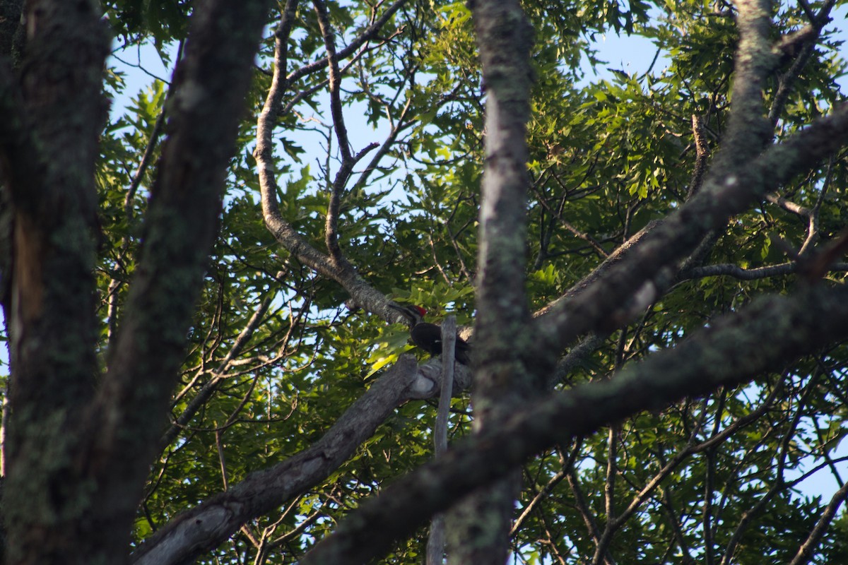 Pileated Woodpecker - ML552082001