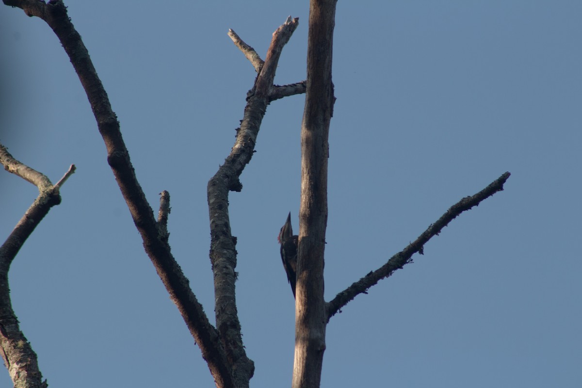 Pileated Woodpecker - ML552082011
