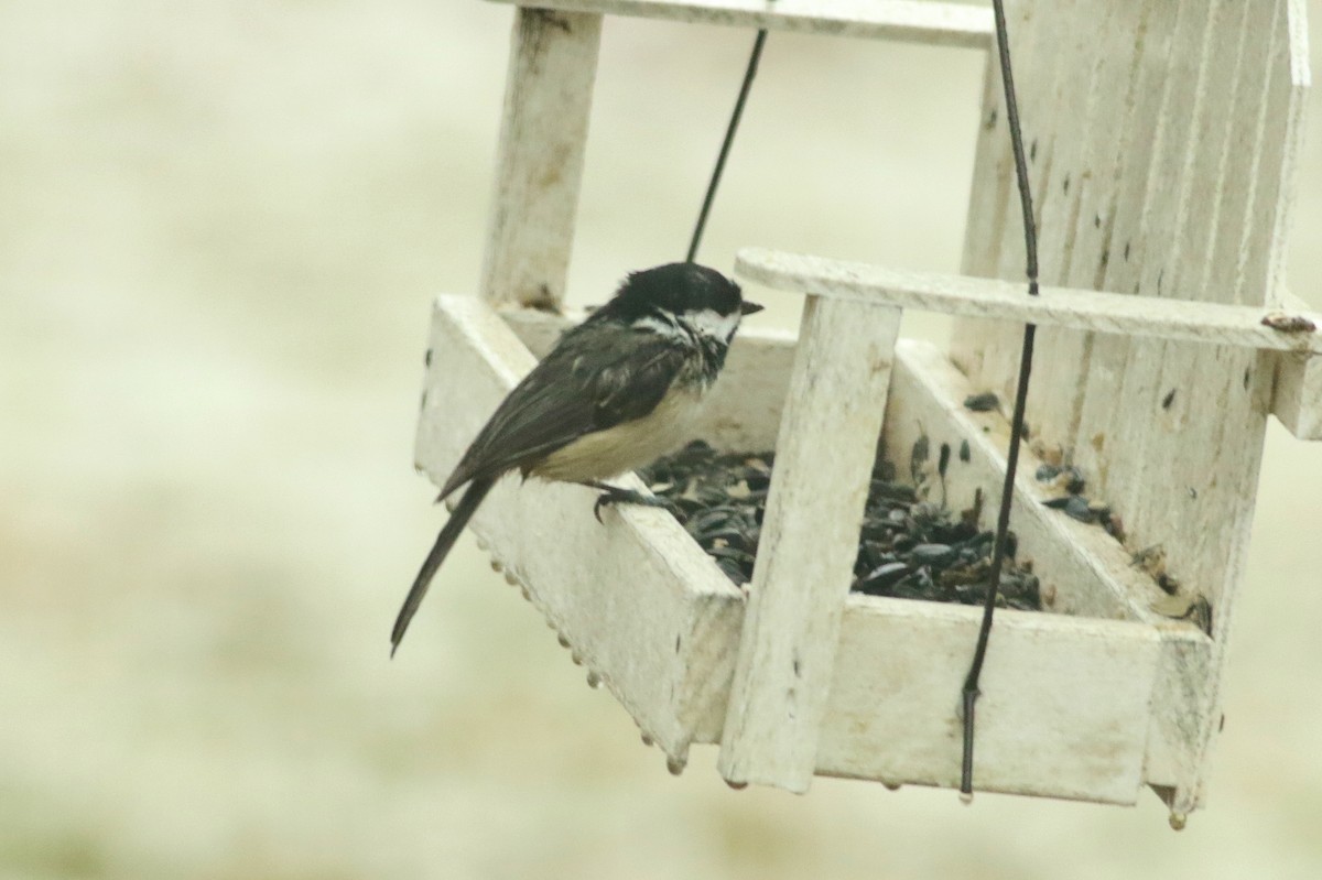 Black-capped Chickadee - ML552082141