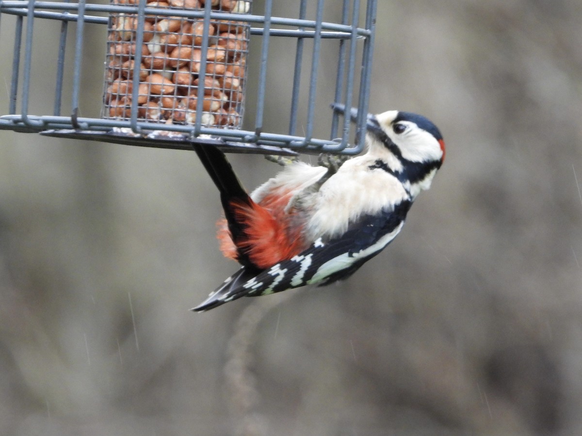 Great Spotted Woodpecker - ML552082151